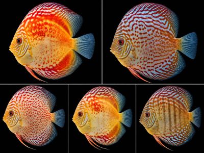 SYMPHYSODON SP. ALENQUER – ДИСКУС ALENQUER / 12-15 см