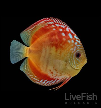 Discus Red Alenquer (Symphysodon sp.) – дискус с тухленочервена окраска и сини акценти