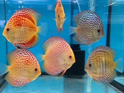 SYMPHYSODON SP. RED ALENQUER – ДИСКУС RED ALENQUER / 12-15 см