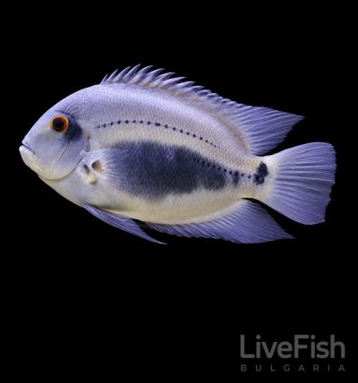 UARU AMPHIACANTHOIDES – Triangle Cichlid – Триъгълна цихлида Уару / 5-6 см
