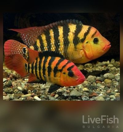 Cichlasoma festae – Red Terror Cichlid – Цихлида Червен терор / 3-4 см