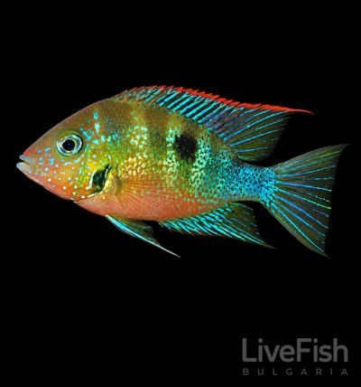Thorichthys aureus – Златна цихлида (Blue Flash) / 6-7 см