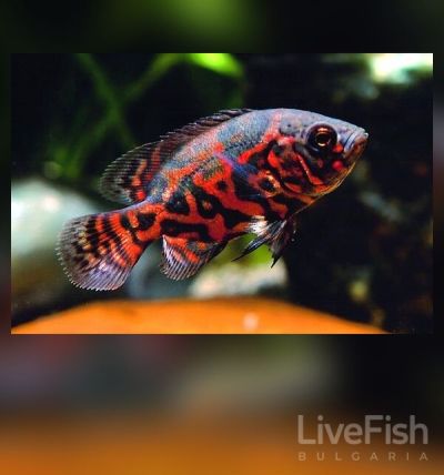 ASTRONOTUS OCELLATUS TIGER – Tiger Oscar – Тигров Оскар / 5-6 см