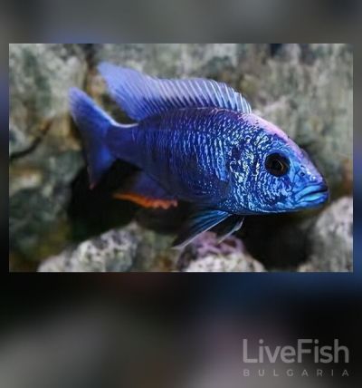 AULONOCARA PEACOCK (BLUE) – Синя малавийска Аулонокара / 7-8 см