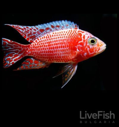 AULONOCARA STRAWBERRY PEACOCK (RED) – Червен ягодов паун / 8-10 см