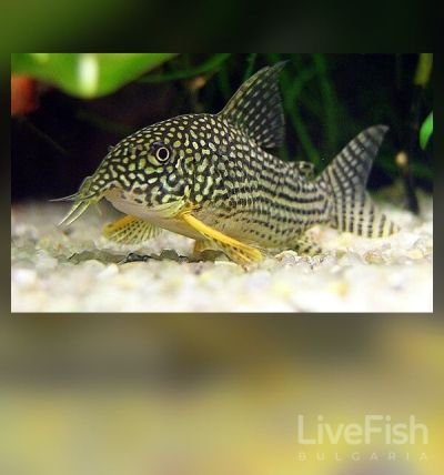 Corydoras sterbai - Коридорас Щерба / 3 см