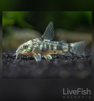 Corydoras paleatus - Коридорас Палеатус / 3 см