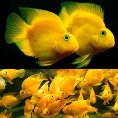YELLOW BLOOD PARROT – ЖЪЛТ ПАПАГАЛ  (Hybrid Cichlid) / 7-8 см