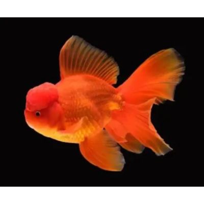 RED ORANDA – ЧЕРВЕНА ОРАНДА (Carassius auratus) / 5 см