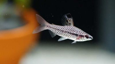 CHILODUS PUNCTATUS – ПЕТНИСТ ХИЛОДУС / 3-4 см