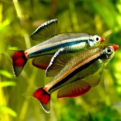TANICHTHYS ALBONUBES – КАРДИНАЛ / 2 см