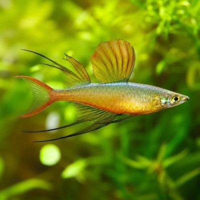 IRIATHERINA WERNERI – ИРИАТЕРИНА ВЕРНЕРИ / 2.5 см