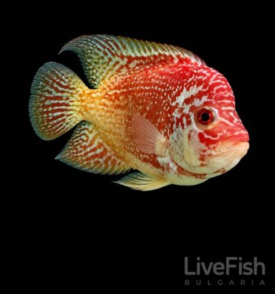 CICHLIDAE HYBRID GOLDEN BASE FLOWERHORN – ЗЛАТНА БАЗА ФЛАУЪРХОРН / 12-15 см