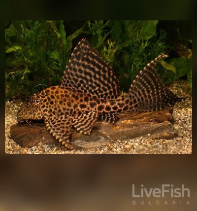 Pterygoplichthys gibbiceps – птеригоплихт гибицепс с леопардова окраска и висока гръбна перка