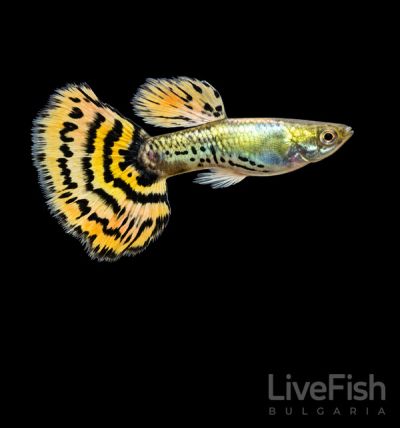 Tiger Halfmoon Guppy (Poecilia reticulata) – тигрова гупа с широка полумесечеста опашка