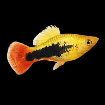 XIPHOPHORUS VARIATUS SUNSET HAWAII – СЪНСЕТ ХАВАЙ ВАРИАТУС ПЛАТА / 3 см