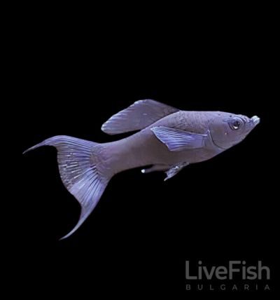 Poecilia sphenops Lyra Black – черна лирова молинезия с удължена опашна перка