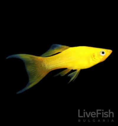 Poecilia sphenops Lyra Yellow – жълта лирова молинезия със златиста окраска и удължена опашка