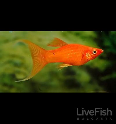 POECILIA SPHENOPS LYRA – ЧЕРВЕНА ЛИРОВА МОЛИНЕЗИЯ / 4 см