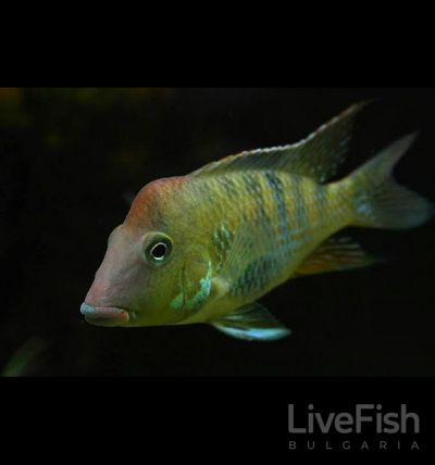 Geophagus steindachneri – мъжка червеногърба земеядна цихлида с червено-оранжева челна гърбица