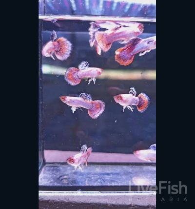 Magenta Pink Guppy (Poecilia reticulata) – розова селекционна гупа с наситена пурпурно-магента окраска