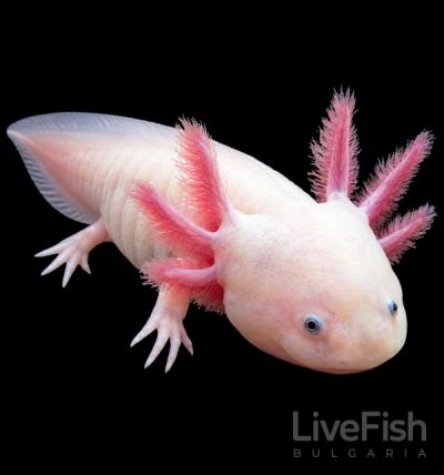 Ambystoma mexicanum – аксолотъл с характерни разклонени външни хриле
