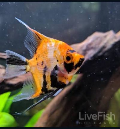 Pterophyllum scalare Red Devil – червена селекционна скалария с наситена огненооранжева окраска
