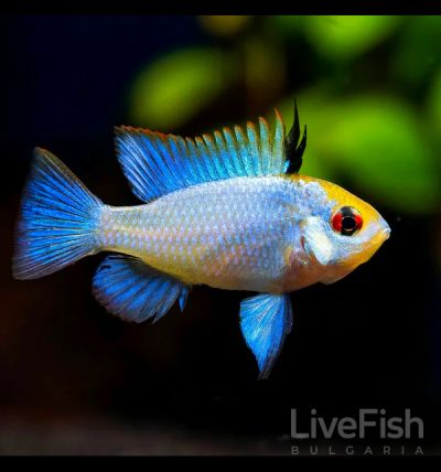 Electric Blue Butterfly Ramirezi (Mikrogeophagus ramirezi) с наситена електриковосиня окраска