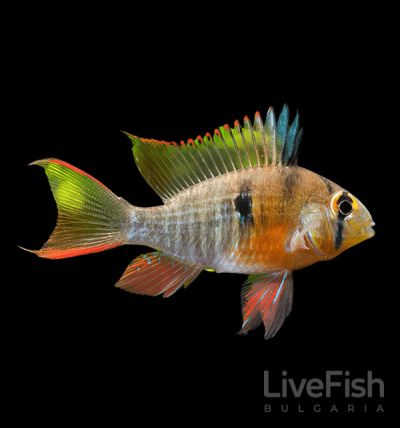 Bolivian Ramirezi (Mikrogeophagus altispinosus) – боливийска цихлида със сребристо-жълто тяло и червени кантове