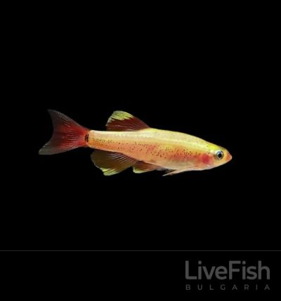 Golden White Cloud Mountain Minnow (Tanichthys albonubes) – златен кардинал с червеникави плавници