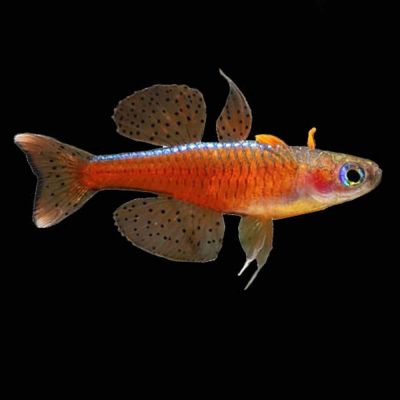 PSEUDOMUGIL LUMINATUS – ЧЕРВЕН НЕОНОВ ПСЕВДОМУГИЛ / 2 см