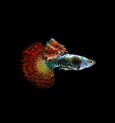 Halfmoon Red Dragon Guppy (Poecilia reticulata) – червена драконова гупа с широка полукръгла опашка