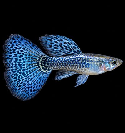 Blue Metal Dragon Guppy (Poecilia reticulata) – синя металическа гупа с контрастна драконова шарка