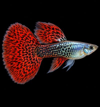 Red Metal Dragon Guppy (Poecilia reticulata) – червена металическа гупа с контрастна драконова шарка