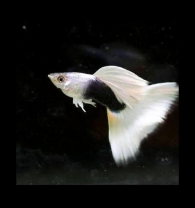 H.B. White Long Dorsal Guppy (Poecilia reticulata) – получерна бяла гупа с удължена гръбна перка