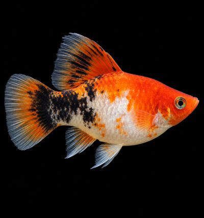 Apple Tricolor Hi-Fin Platy (Xiphophorus maculatus) – трицветна плата с висока гръбна перка