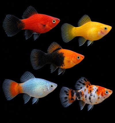 Platy Mix (Xiphophorus maculatus) – асортимент от цветни селекционни плати