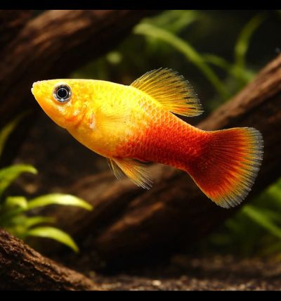 Sunset Gold Platy (Xiphophorus maculatus) – златиста плата с оранжево-червена окраска