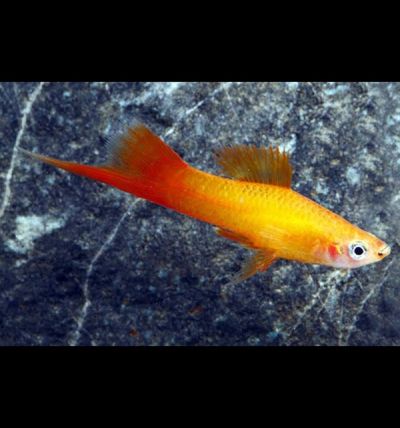 Marigold Swordtail (Xiphophorus hellerii) – златистооранжев хелер с дълъг меч